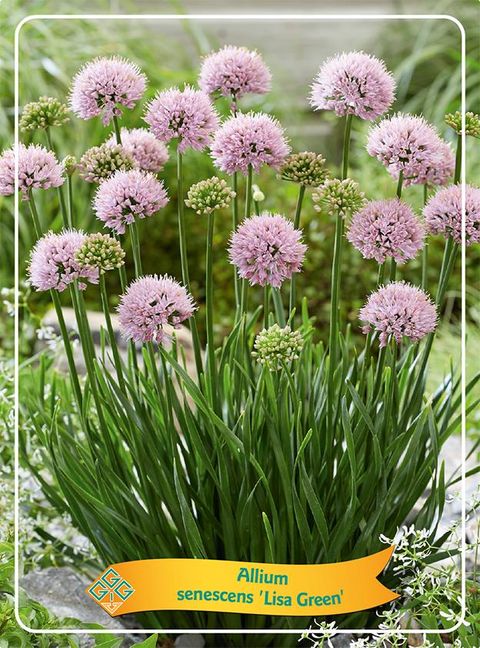 Allium senescens 'Lisa Green'