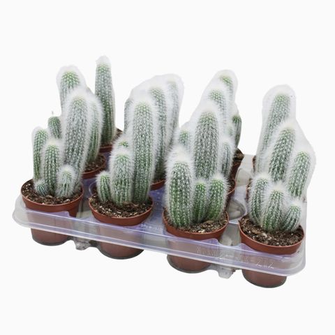 Cleistocactus straussii