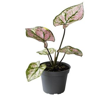 Caladium 'Purple Light'