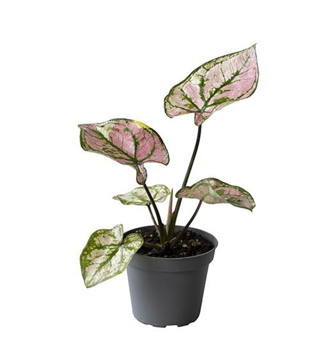 Caladium Purple Light — Растения Оптовая FlorAccess