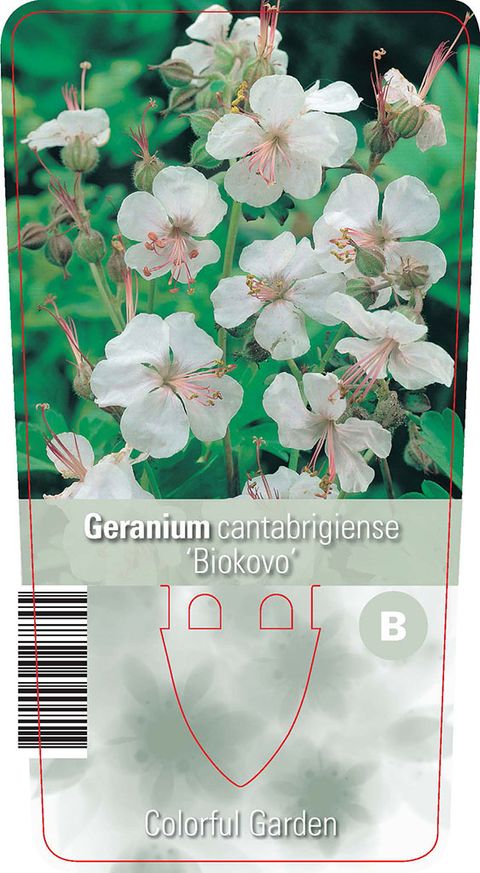 Geranium x cantabrigiense 'Biokovo'