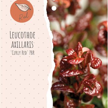 Leucothoe axillaris 'Curly Red'