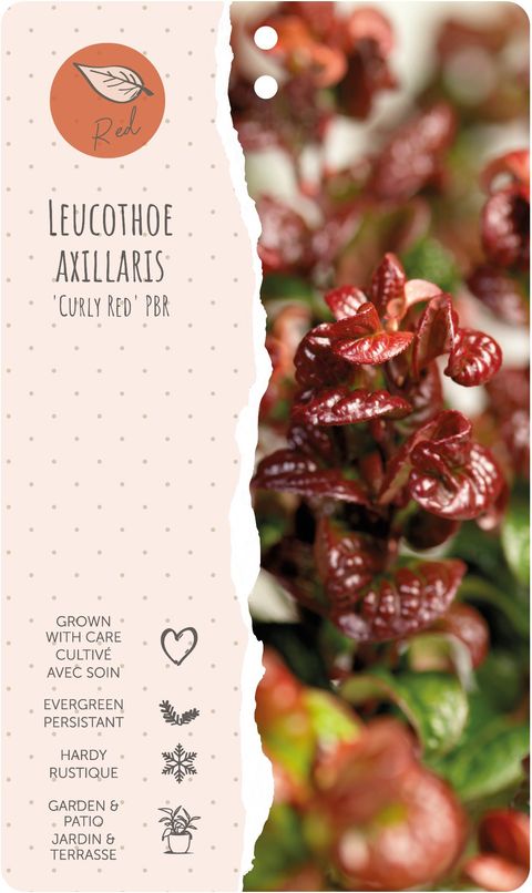 Leucothoe axillaris 'Curly Red'