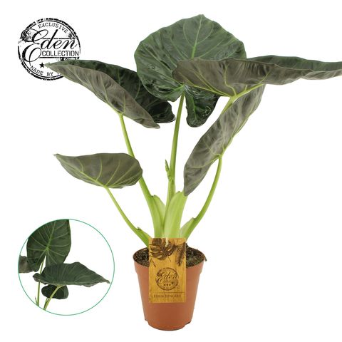 Alocasia 'Arthemis'