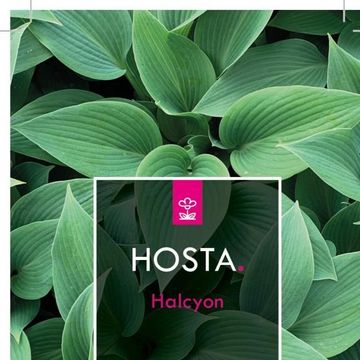 Hosta 'Halcyon'