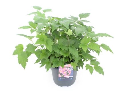 Anemone hupehensis 'Pink Saucer'