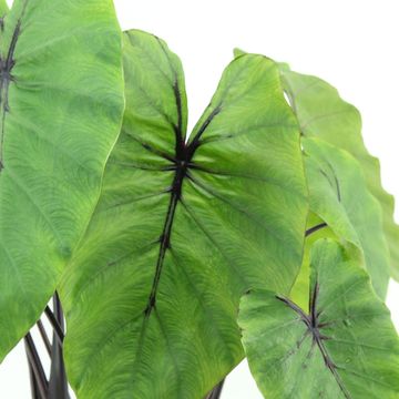Colocasia 'Pharaoh’s Mask'