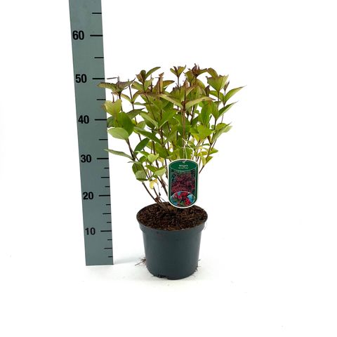 Weigela 'Bristol Ruby'