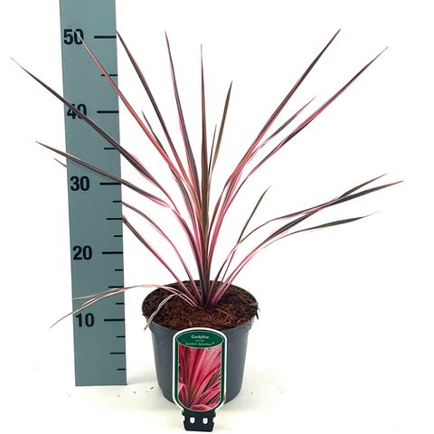 Cordyline australis 'Southern Splendour'