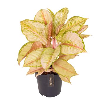 Aglaonema 'Corn Silk'