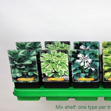 Hosta MIX