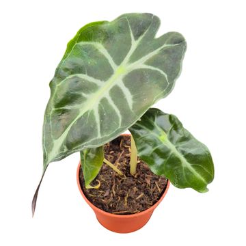 Alocasia 'Venom'