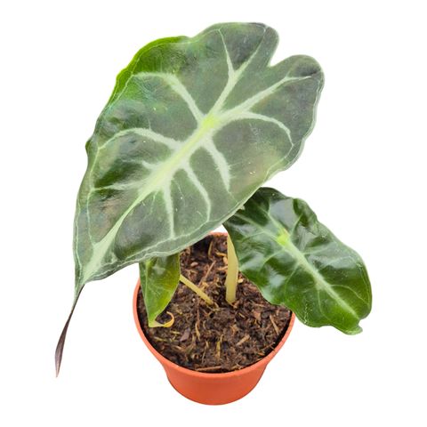 Alocasia 'Venom'