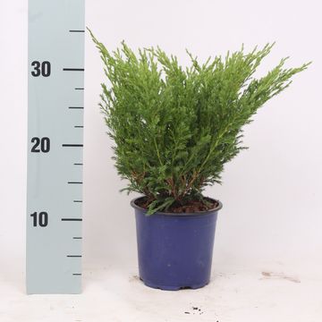 Juniperus horizontalis 'Andorra Compact'