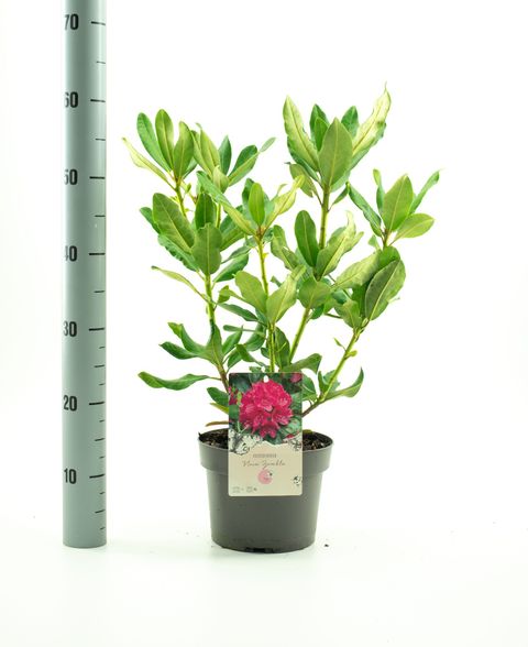 Rhododendron 'Нова Зембла'