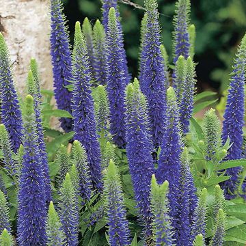 Veronica spicata 'Ulster Dwarf Blue'