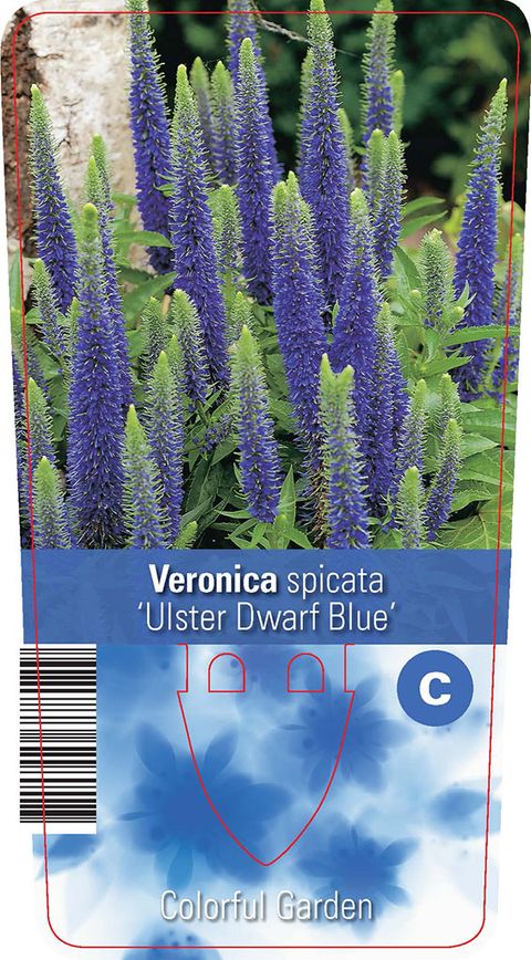 Veronica spicata 'Ulster Dwarf Blue'