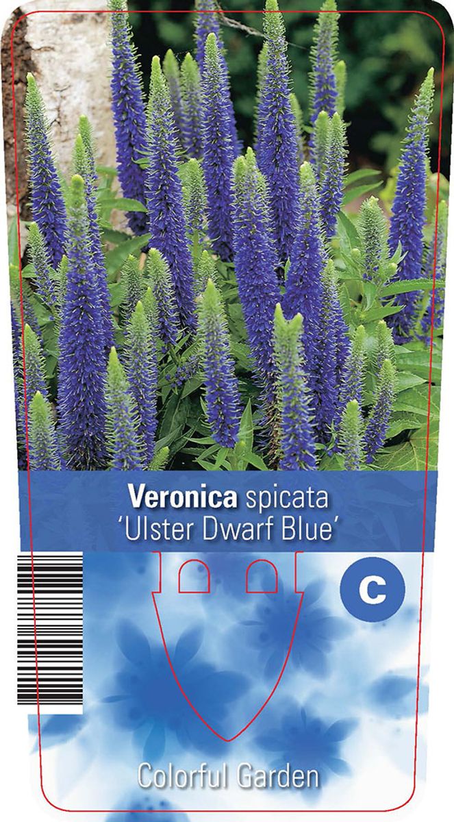 Veronica spicata 'Ulster Dwarf Blue' — Plant Wholesale FlorAccess