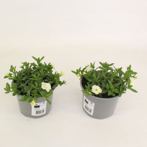 Calibrachoa MINIFAMOUS DOUBLE WHITE