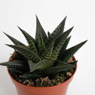 Haworthia limifolia