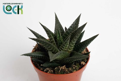 Haworthia limifolia