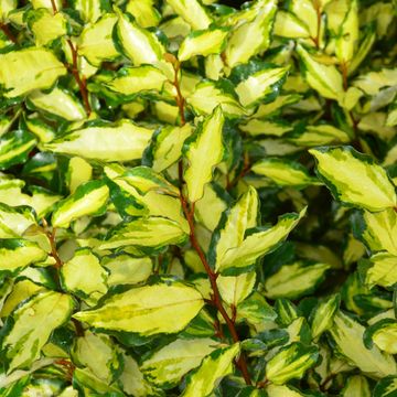 Elaeagnus x ebbingei MARYLINE