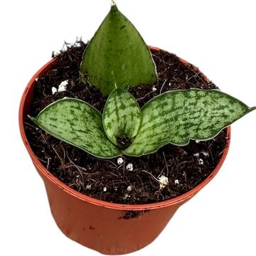 Sansevieria 'Cinta'