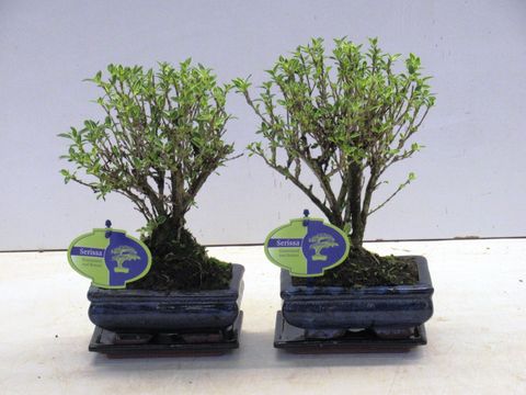 Serissa foetida 'Variegata'