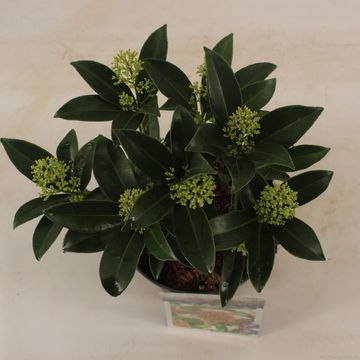 Skimmia japonica 'Marlot'