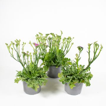 Limonium sinuatum MIX