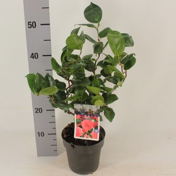 Camellia japonica 'Curly Lady'