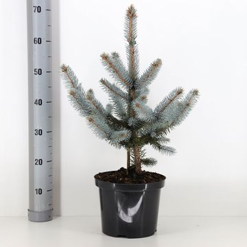 Picea pungens 'Hoopsii'