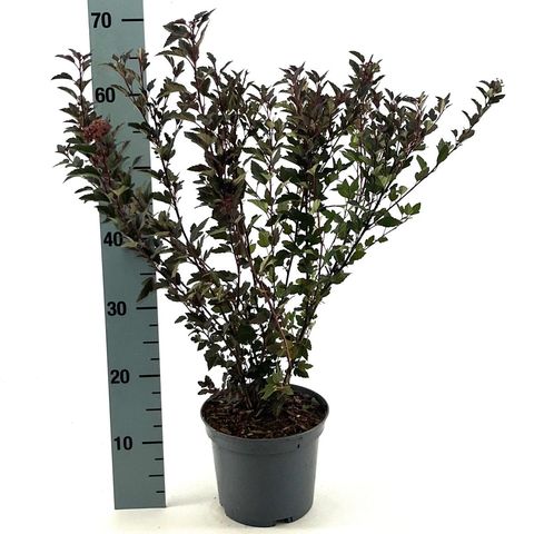 Physocarpus opulifolius