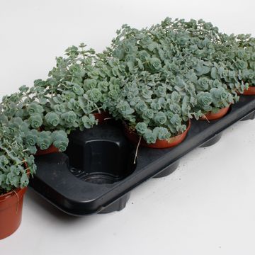 Sedum sieboldii