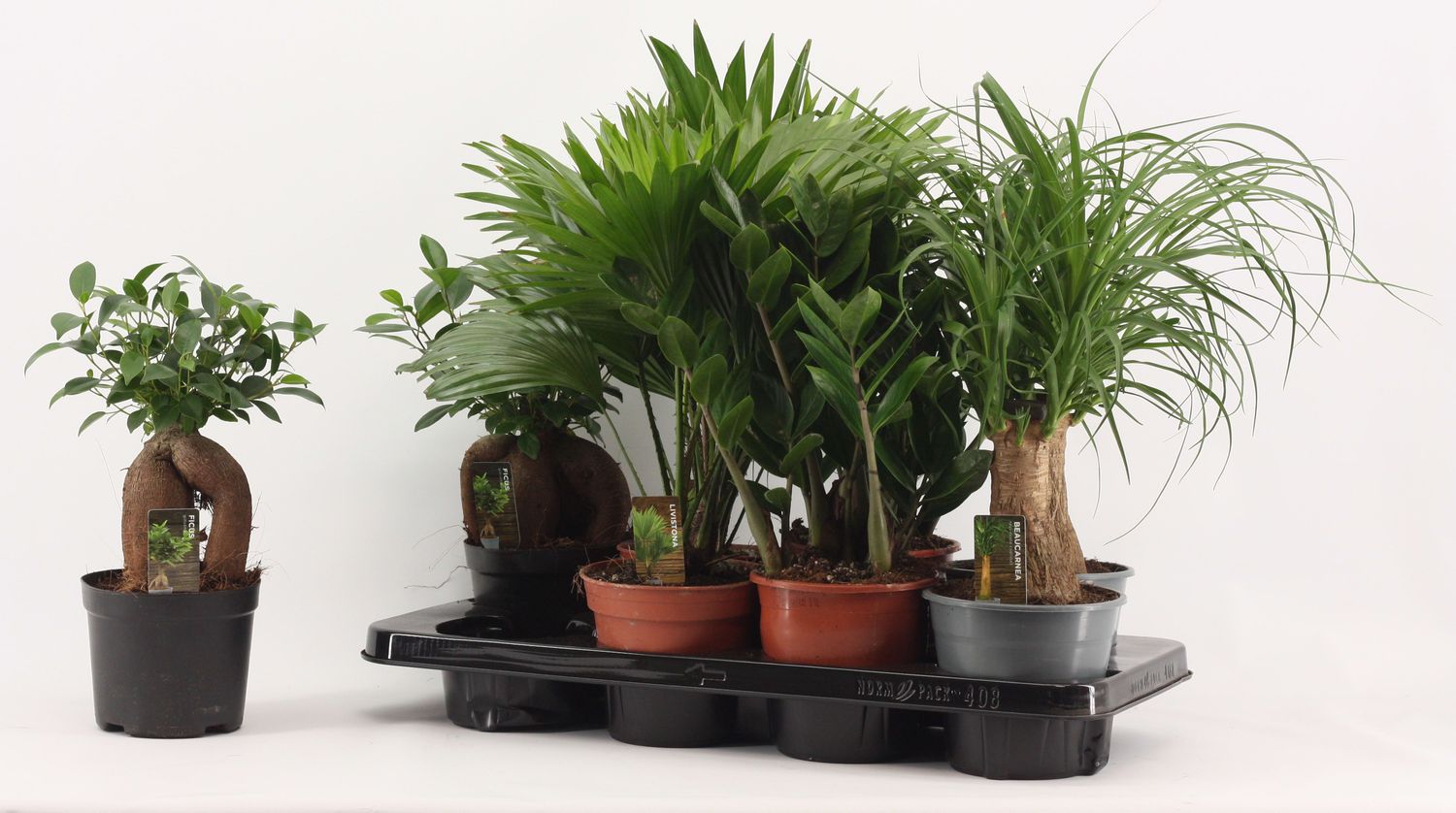 Foliage plants MIX — Рослини оптом FlorAccess
