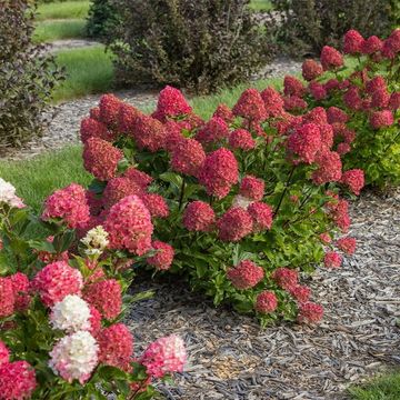 Hydrangea paniculata SPRING SIZZLE