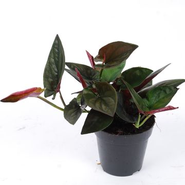 Syngonium erythrophyllum 'Red Arrow'