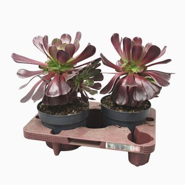 Aeonium arboreum 'Velours'