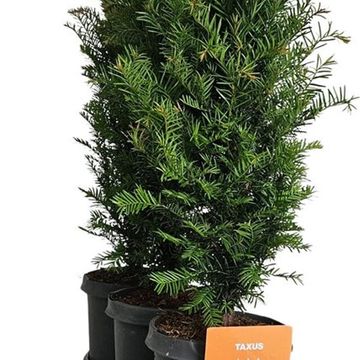 Taxus baccata