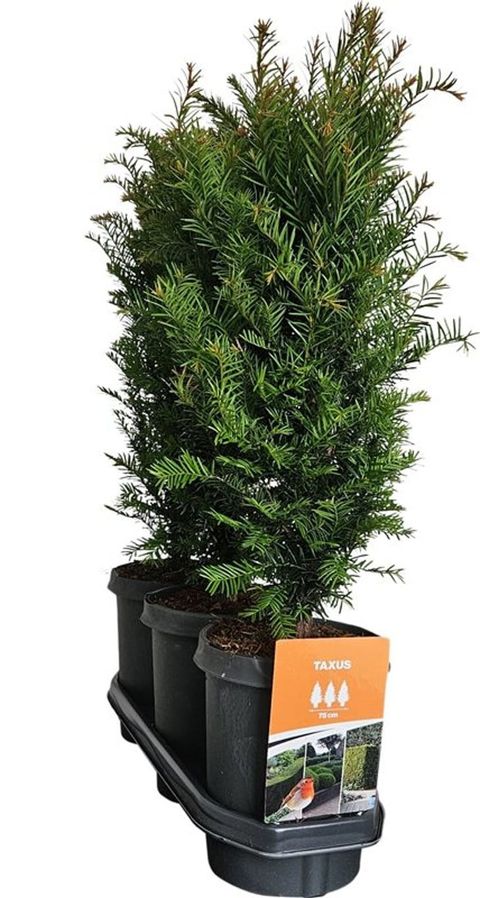 Taxus baccata
