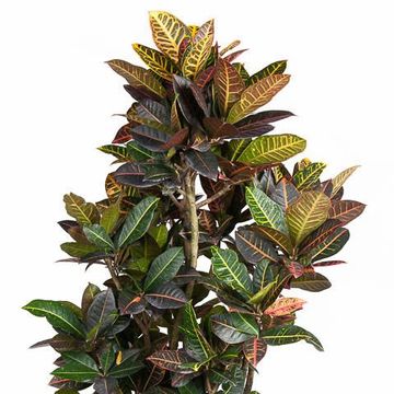 Trojskrzyn variegatum 'Petra'