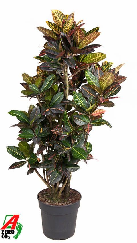 Codiaeum variegatum 'Petra'