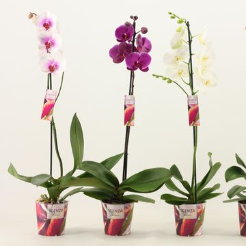 Phalaenopsis MIX