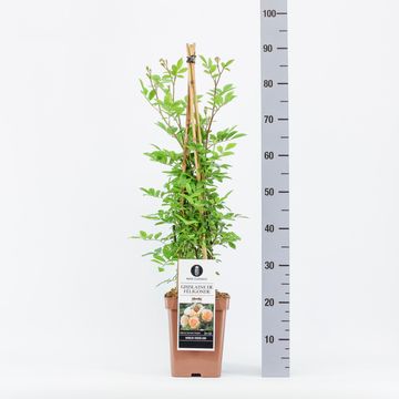 Rosa 'Ghislaine de Féligonde'