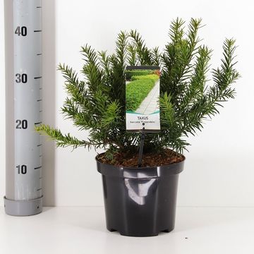 Taxus baccata 'Repandens'