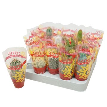 Cactos MIX