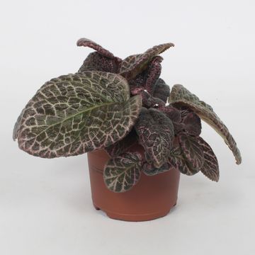 Episcia 'Red Crocodile'