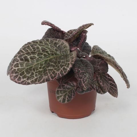 Episcia 'Red Crocodile'