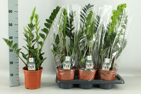 Zamioculcas zamiifolia