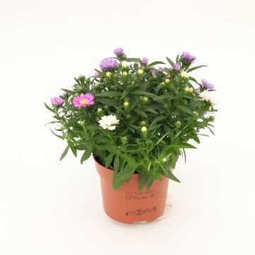 Aster NOVI-BELGII MIX IN POT